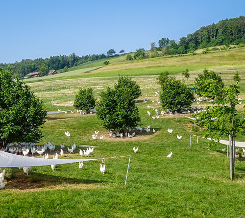 Unterwegs auf der Eiersammeltour